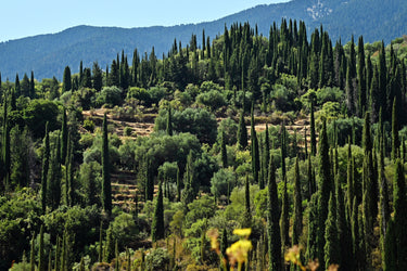 20 MEDITERRANEAN CYPRESS TREE Italian Pencil Pine Cedar Cupressus Sempervirens Stricta Seeds